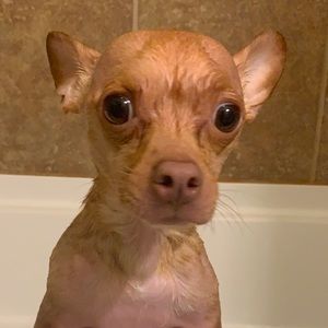 Meet your Posher, Brooke